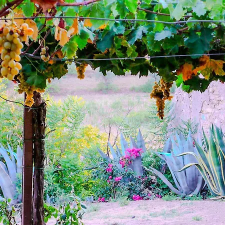 Tenuta Bartoli - Agave